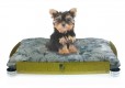 Fashion bed for small dog and cat