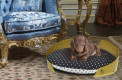 Fashion and luxury bed for dog and cat