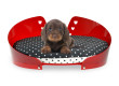 Lettino pet design, cesta chic